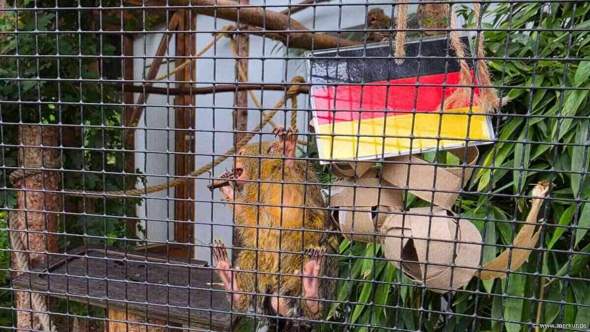 Ziege, Pinguin, Äffchen – Deutschlands Tier-Orakel tippen WM alle gleich