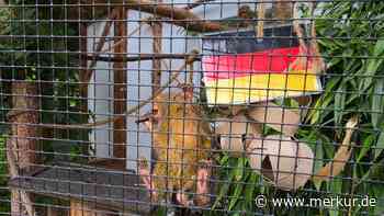 Ziege, Pinguin, Äffchen – Deutschlands Tier-Orakel tippen WM alle gleich