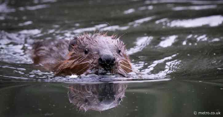 How eight beavers solved a Tube problem engineers have pondered for years