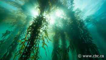 Kelp forests once covered part of the northern Salish Sea, UVic study finds