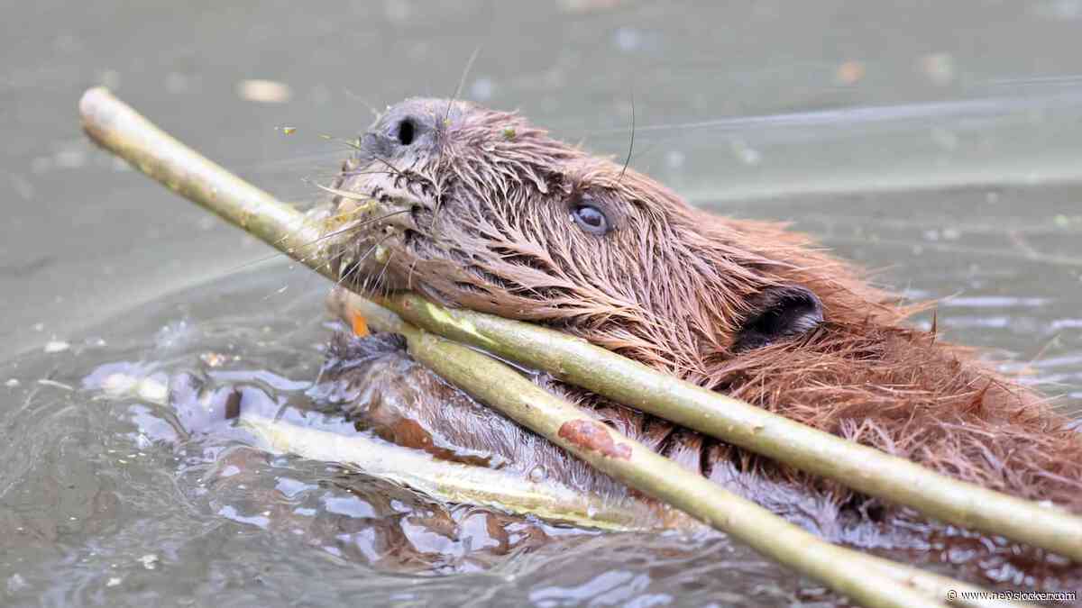 Bever veroorzaakt schade in Zuid-Holland, provincie sluit afschieten niet uit