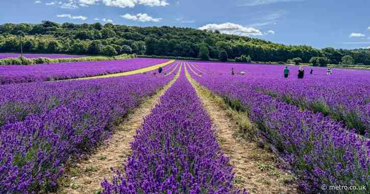 Britain’s biggest lavender farm opens its gates this week for summer visitors