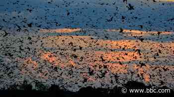 The world's largest mammal migration is in Zambia