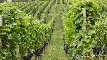 Bilanz: Bayerns Winzer produzieren 2025 mehr Wein