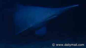 The animal with a face 'not even a mother would love': Elusive goblin shark is seen alive in its natural habitat for the first time