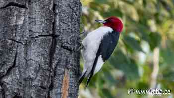 Birdwatchers flock to Calgary park to catch glimpse of rare woodpecker