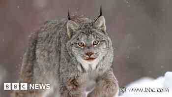 Canadian lynx one of big cat sightings in Welsh countryside