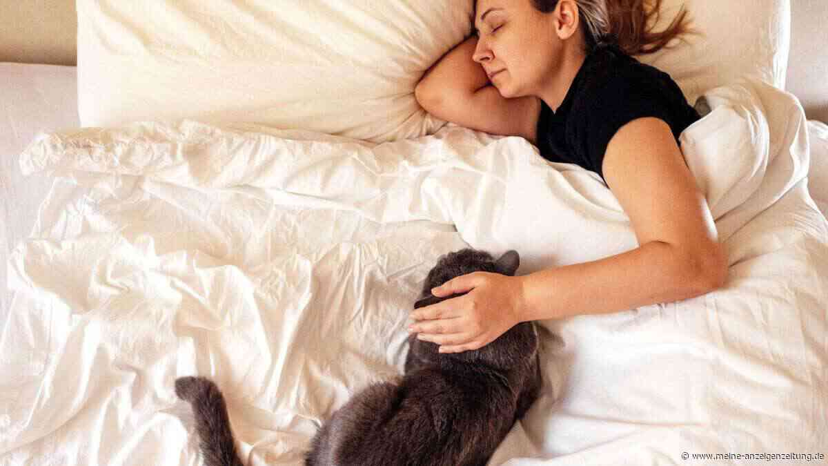 Katze im Bett: Was sagen Tierärzte wirklich dazu?