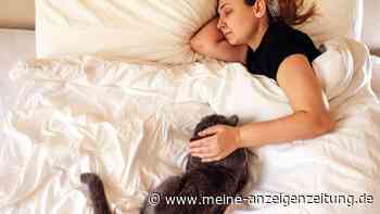 Katze im Bett: Was sagen Tierärzte wirklich dazu?