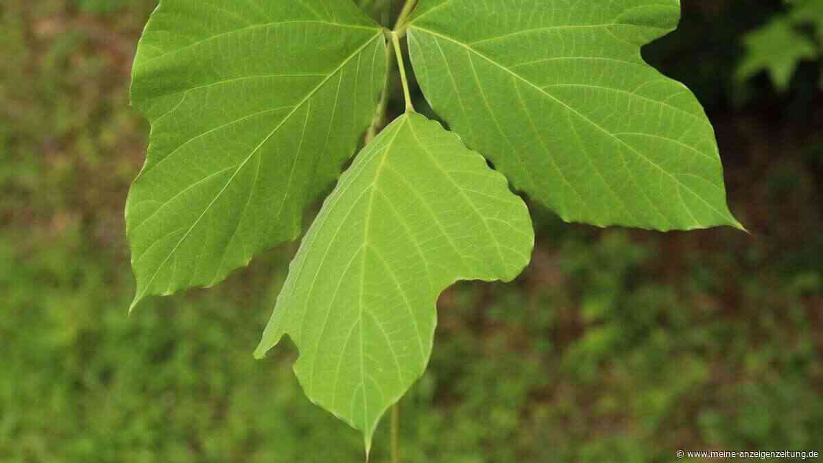 Kudzu: Warum die Heilpflanze plötzlich so gefragt ist