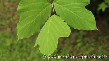 Kudzu: Warum die Heilpflanze plötzlich so gefragt ist