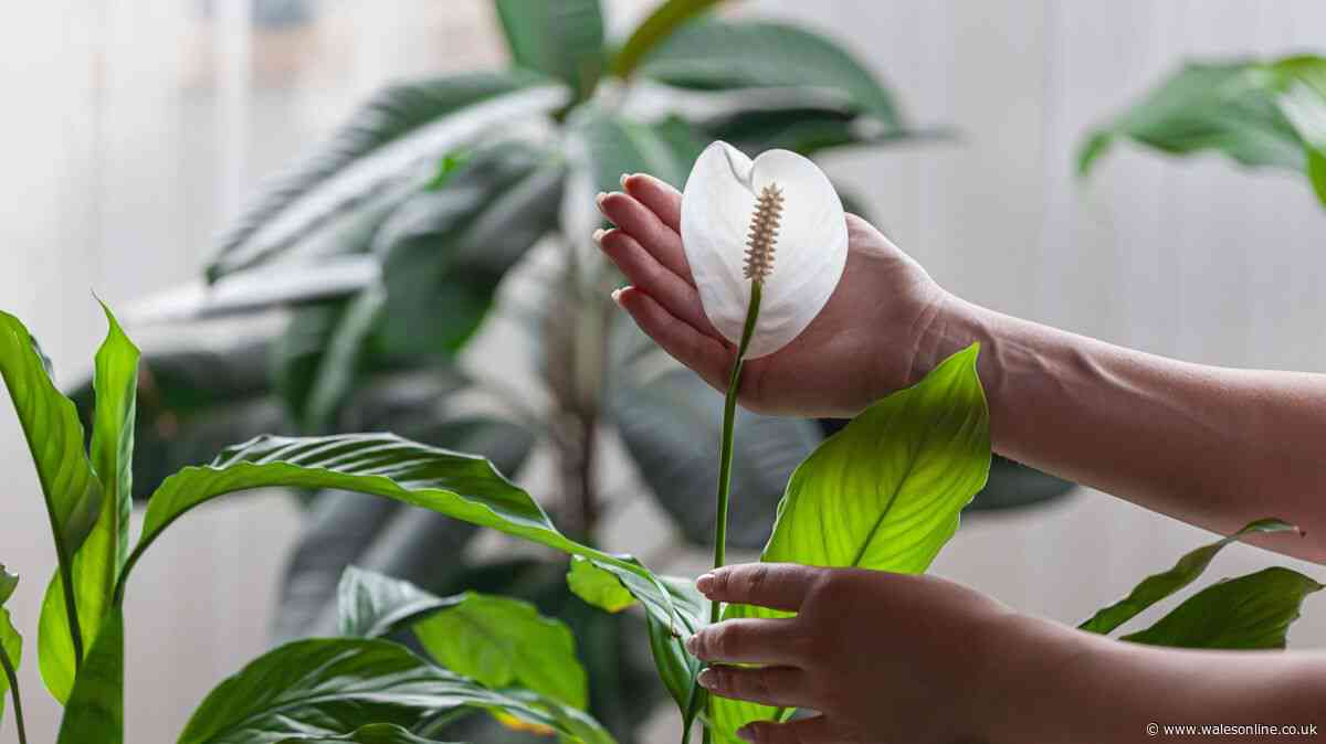 Peace lilies will thrive when you add 1 kitchen scrap to the soil