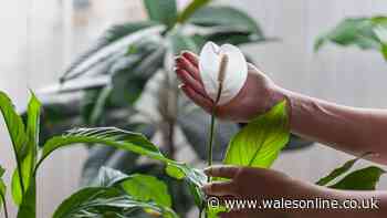Peace lilies will thrive when you add 1 kitchen scrap to the soil