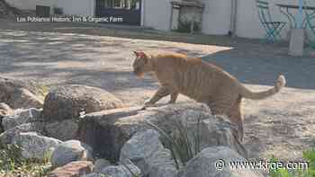 Beloved farm cat at Los Poblanos passes away