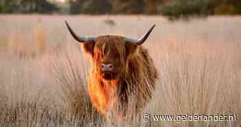 Stoere grazers op Veluwezoom