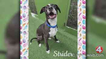 'Sweet' Strider looking for a friendly forever home