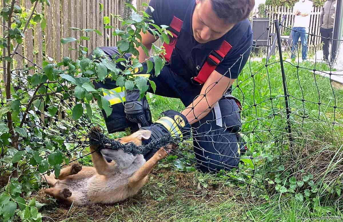 Feuerwehr befreit Fuchs aus lebensgefährlicher Situation