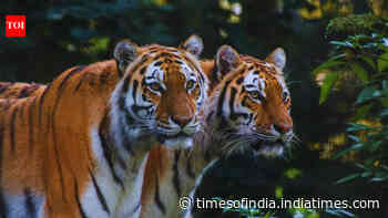 Best national parks in Karnataka: 8 wildlife destinations for tiger safari and birdwatching