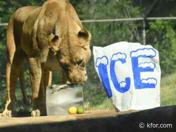 Animals at OKC Zoo to receive summer enrichment to beat the heat