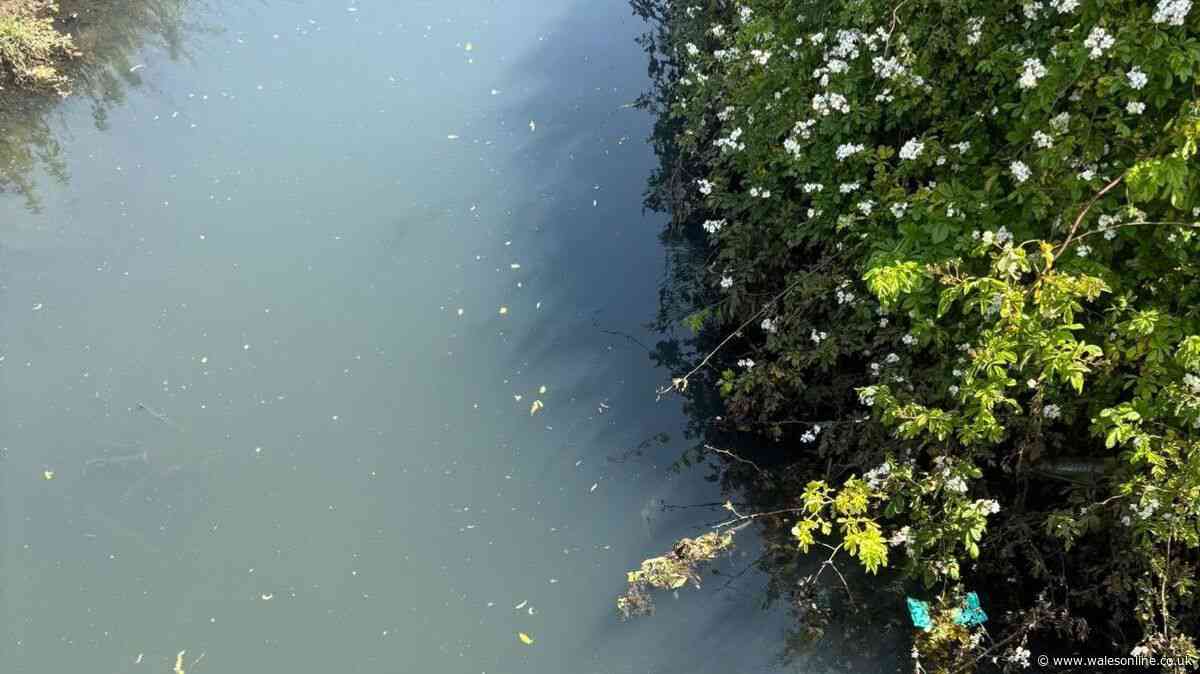 Investigation launched after foul-smelling sewage enters Welsh river
