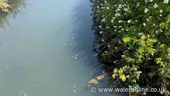 Investigation launched after foul-smelling sewage enters Welsh river