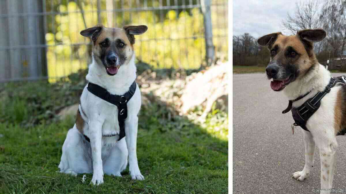 Verkraftet den Tierheimalltag „nur sehr schwer“: Lebensfrohe Hündin sucht dringend Zuhause