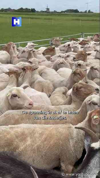 Deze schapen kunnen het WK van het Nederlands elftal voorspellen
