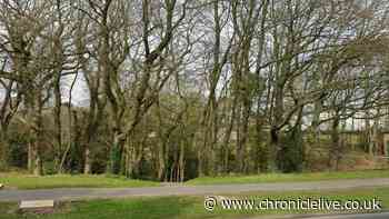 Investigation launched after pair 'demand information' from man in wooded area 'altercation'