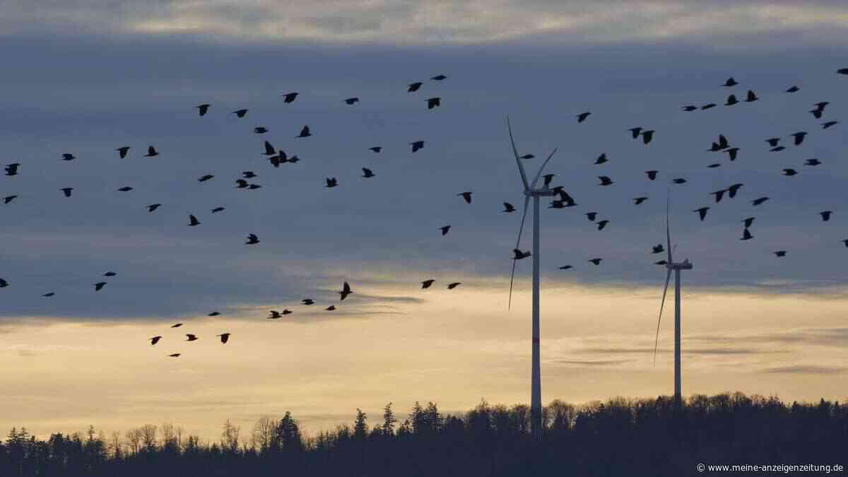 Klimaschutz-Dilemma gelöst? Wetterradar soll Vögel vor Windrädern retten