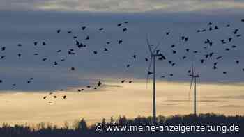 Klimaschutz-Dilemma gelöst? Wetterradar soll Vögel vor Windrädern retten