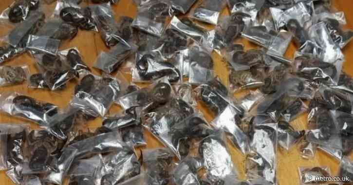 Smuggler caught trafficking ‘150 venomous scorpions’ at airport