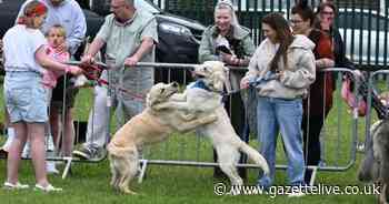 Fabulous photos show pampered pooches strutting their stuff at charity dog show