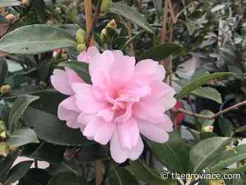How to care for camellias