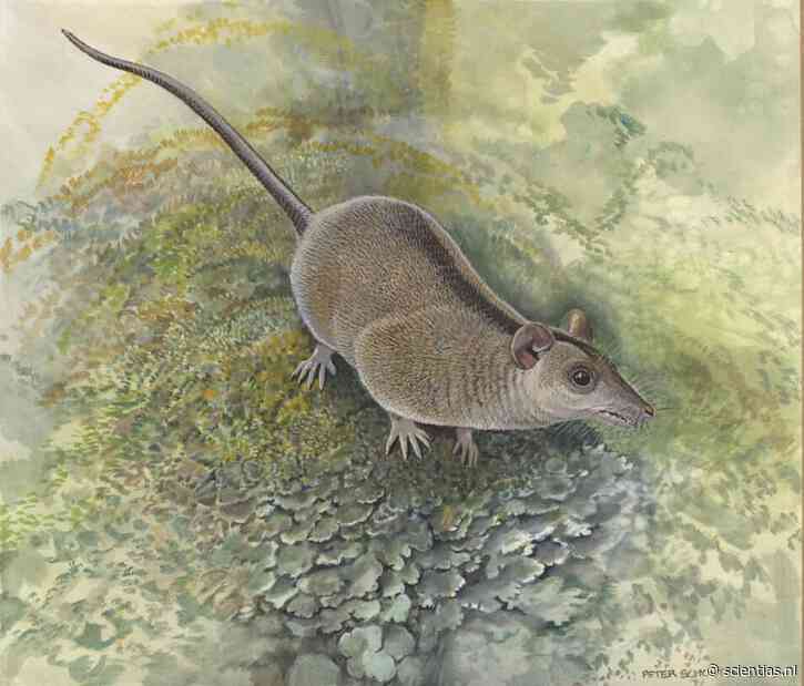 Tandfossiel linkt Australische buideldieren aan een fossiel uit Maastricht