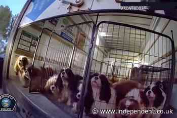 Police rescue more than 20 spaniels, some of them pregnant, from sweltering U-Haul truck