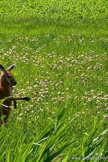 Marsupial has been on the loose on Montreal's South Shore for days