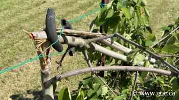 Vandals destroy memorial trees along Millennium Trail in Niagara Falls
