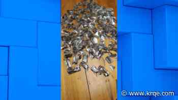Man arrested after 150 live venomous scorpions found in luggage