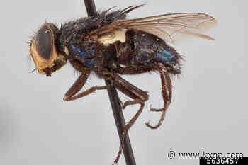 New restrictions on animal movement could fight spread of New World screwworm