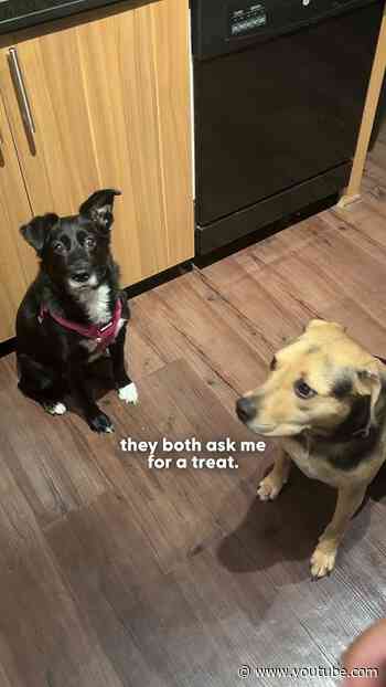 Guilt-Free Treats For Food-Motivated Dogs | The Pack