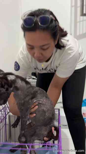 Starving Puppy Gets A New Start After Being Hit By A Car | The Dodo