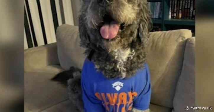 Police shoot dog in Knicks jersey dead after woman’s screams heard during celebrations