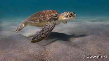 China beschuldigt landen van inzetten zeeschildpadden en vissen als 'spionnen'