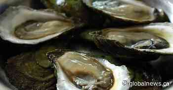 New Brunswick steps in to help oyster industry amid disease outbreak