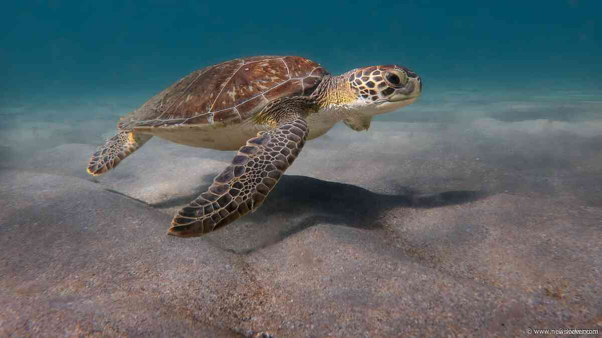 China beschuldigt landen van inzetten zeeschildpadden en vissen als 'spionnen'