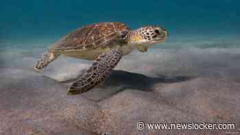 China beschuldigt landen van inzetten zeeschildpadden en vissen als 'spionnen'