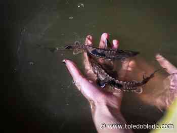 Big fish, big comeback: Lake sturgeon reintegration study shows signs of success