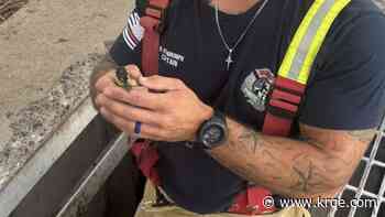 Rio Rancho Fire and Rescue saves ducklings from storm drain