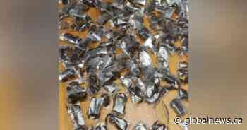 South African police seize more than 100 live scorpions stashed in luggage