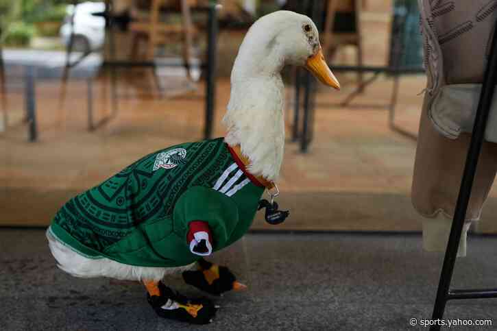 ‘He’s now an idol’: How Merlin the duck became Mexico’s viral World Cup ‘mascot’